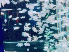 -太平洋海底世界