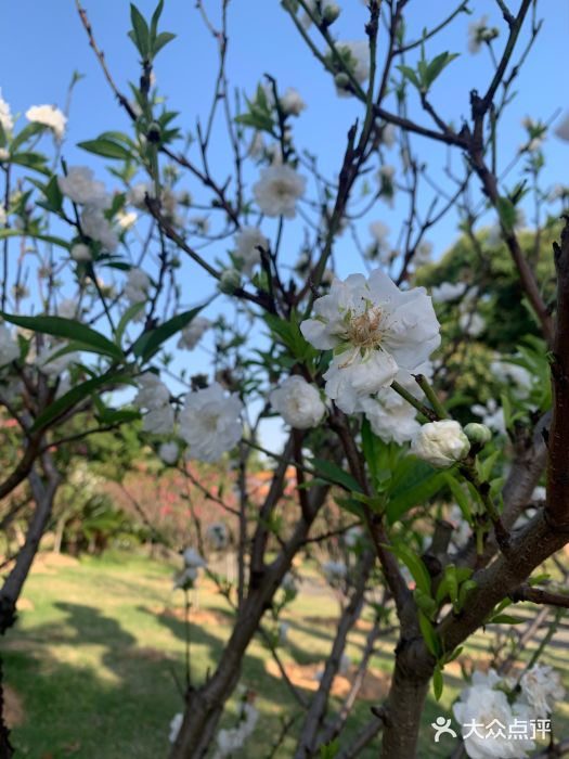 广州莲花山旅游区图片