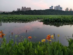 -月湖风景区