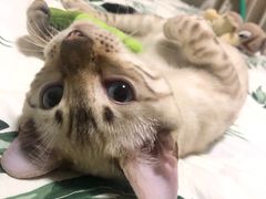 -美联众合宠物医院·爱萌分院·内外科·猫科中心