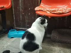 -猫咪博物馆(顶澳仔猫街店)