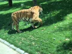 -北京野生动物园