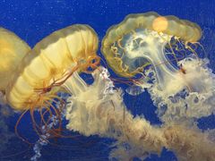 -烟台海昌鲸鲨海洋公园