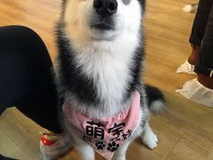 -Husky Go! 哈士奇体验馆·宠物咖啡厅狗咖