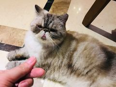 -猫色咖啡·猫咖