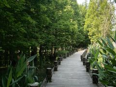 -桤木河湿地公园