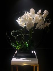 -娇莉芙美颜SPA连锁