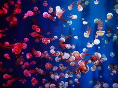 -成都浩海立方海洋公园