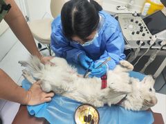 -达爱动物医院·犬猫分区·CT·复杂眼科(远洋山水分院)