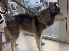 -宠福鑫康馨动物医院·骨科·眼科