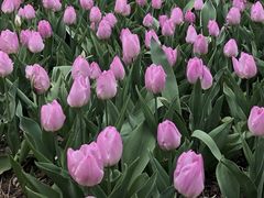 -洛阳郁金香牡丹园