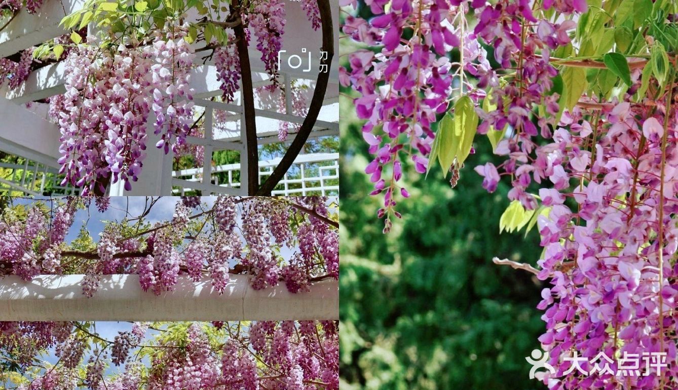 北京紫藤观赏攻略｜8大最佳宝藏地
