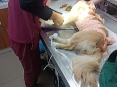 -纳吉亚猫专科动物诊疗中心(蒋宅口分院)