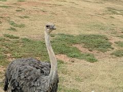 -威勒比开放式动物园