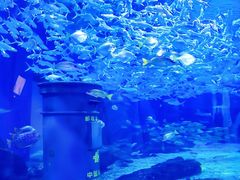 -海合安武汉极地海洋公园