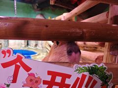 -正佳雨林生态植物园