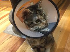 -猫的天空之城概念书店(杭州南宋御街店)