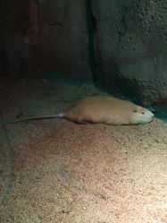 -酷嗒动物文化乐园(cutezoo西溪乐天城店)