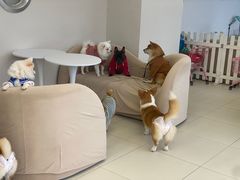 -怪兽屋·羊驼·猫咖·狗咖(俊华广场店)