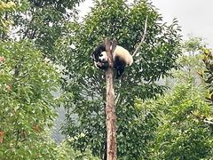 -卧龙中华大熊猫苑神树坪基地