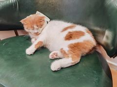 -是阿柴呀！柴犬咖啡·爱喵喵猫咖