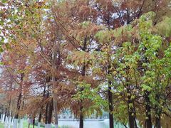 -滨湖塘西河公园