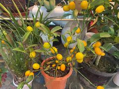 -双季花艺园艺市场(浦东店)