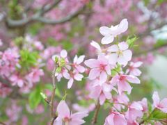 -天适樱花悠乐园