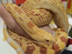 -帕帕拉兹宠物(亚洲旗舰店)