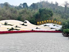 -西双版纳原始森林公园
