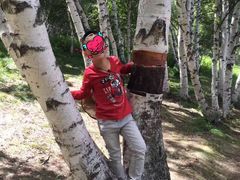 -乌兰布统景区-白桦林