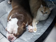 -关爱动物医院·心脏·中兽医·异宠(金牛路分院)