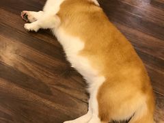 -柯斗斗主题餐厅·狗咖·围炉煮茶·茶饮(国瑞升平里店)