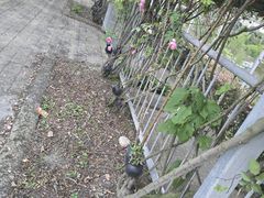 -都江堰玫瑰花溪谷