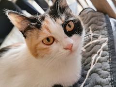 -平行世界·猫咖(首经贸店)