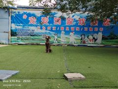 -宠物寄养训练学校