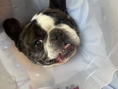 -全心全意连锁动物医院·特色中医诊疗(会城门分院)