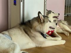 -Husky Go! 哈士奇体验馆·宠物咖啡厅狗咖