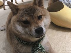 -逗柴咖啡屋·狗咖猫咖宠物桌游