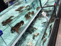 水产区-盒马鲜生(新都心店)