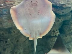 -珠海长隆海洋王国
