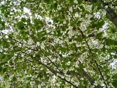 -昆山城市生态森林公园