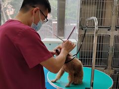 -美联众合爱康动物医院•复杂内科•肿瘤科•牙科•腔镜诊疗中心