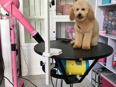 -唐小姐の猫狗洗护·购宠旗舰店(周浦万达店)