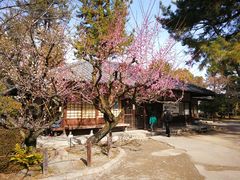 -名古屋城