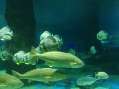 -北戴河圣蓝海洋公园