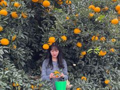 -柑橘农场