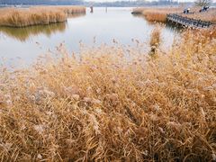 -野鸭湖国家湿地公园
