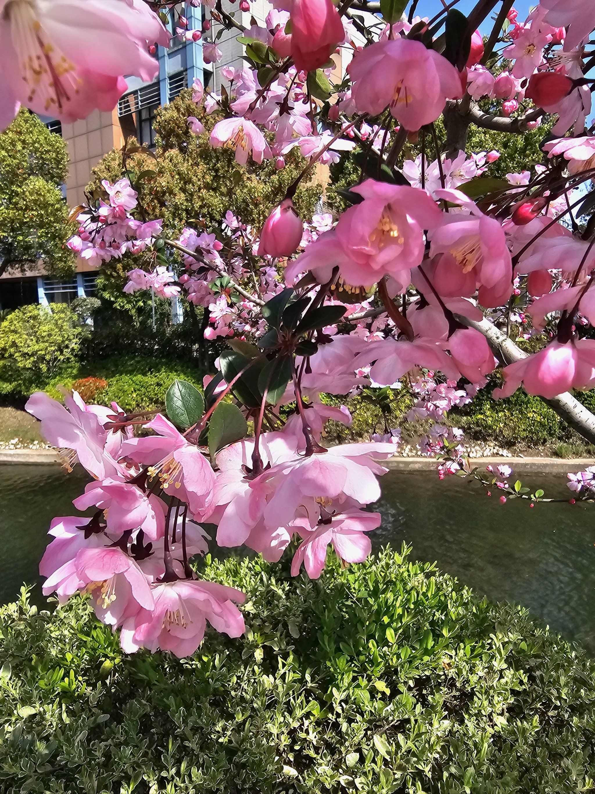 春暖花开的城市风光