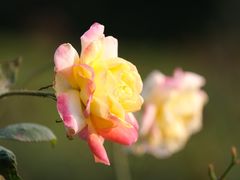 -重庆中央公园(渝北区)